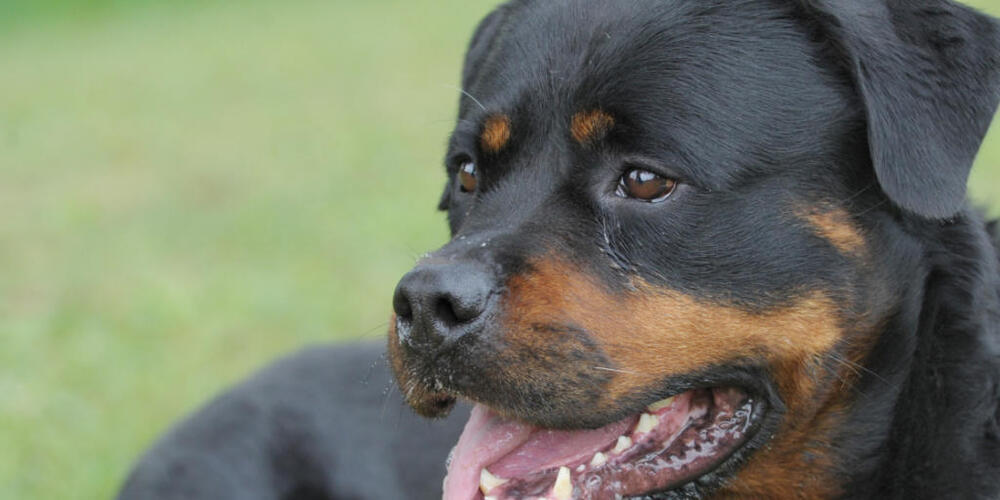 Im Kanton St.Gallen soll es keine Auflagen für die Halterinnen und Halter von potenziell gefährlichen Hunderassen wie etwa Rottweiler geben. (Archivbild)