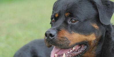 Im Kanton St.Gallen soll es keine Auflagen für die Halterinnen und Halter von potenziell gefährlichen Hunderassen wie etwa Rottweiler geben. (Archivbild)
