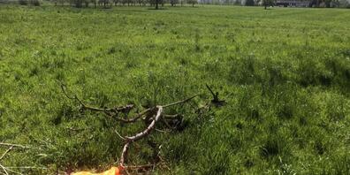 Beim Zusammenprall mit dem Baum riss der 20-Jährige auch Äste ab.