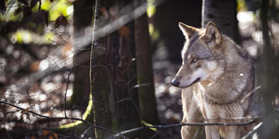 Der im Kanton Schwyz im November tot aufgefundene Wolf starb an den Folgen einer Fahrzeugkollision. (Symbolbild)