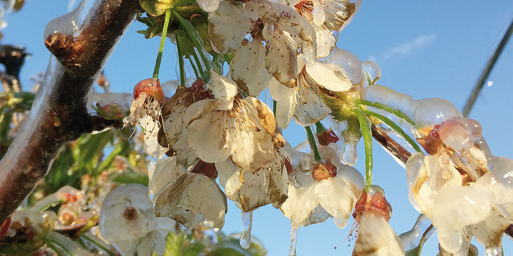 Der Eispanzer schützt Blüten und Blätter vor Frostschäden. 
