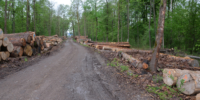 Der Holzumschlagplatz im Erlenwald, Lachen präsentiert sich aktuell so leer wie schon lange nicht mehr. Das liegt daran , dass der Rohstoff Holz weltweit Mangelware ist. Nun sind auch die Preise gestiegen.