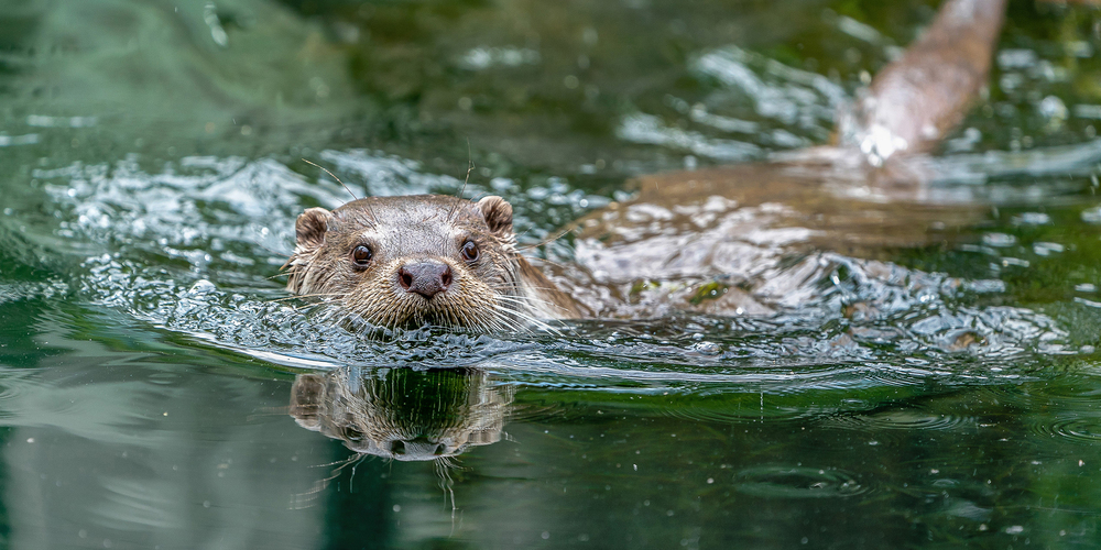Fischotter-kehrt-ins-Rheintal-zur-ck