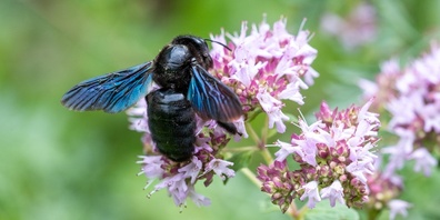 Mit einer Körperlänge von bis zu drei Zentimetern zählt die Blauschwarze Holzbiene zu den grössten Wildbienen Europas.