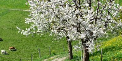 Auch Kirschbäume blühen tendenziell immer früher. 