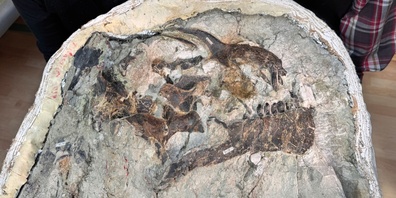 Vollständiger Schädel eines Sauropoden, eines Langhals-Dinosauriers. Ab 3. April 2026 im Aathal bei Wetzikon zu sehen.