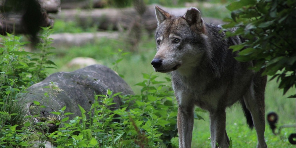 Der Wolfswarndienst informiert über eine mögliche Sichtung am rechten Seeufer.