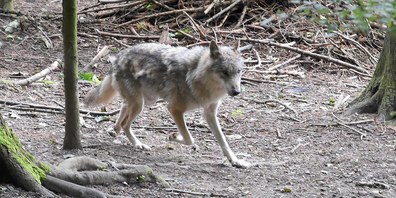 In Wollerau wurde ein Wolf überfahren.