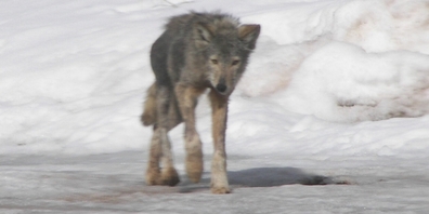 Von Räude geschwächter Wolf in Nordamerika. Der im Sarganserland erlegte Wolf soll noch stärker befallen gewesen sein. (Symbolbild)
