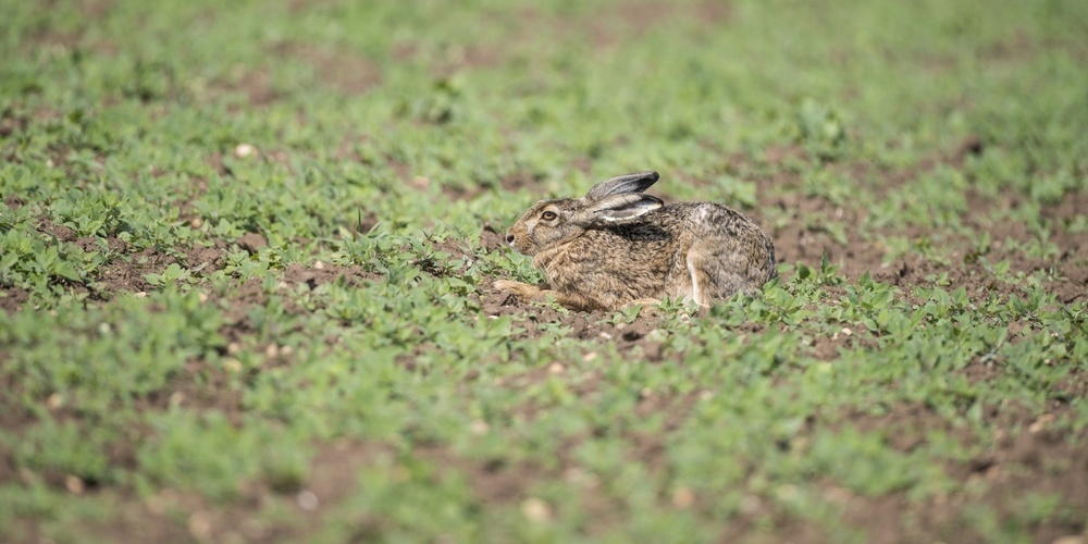Der Feldhase steht exemplarisch für den Rückgang der Arten im Schweizer Kulturland.