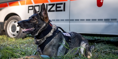 Die Diensthündin Quba der Kantonspolizei Schwyz half bei der Festnahme eines französischen Garageneinbrechers in der March.