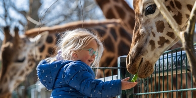 Ein Moment der Begegnung bei der Fütterung der Giraffe von Hand.