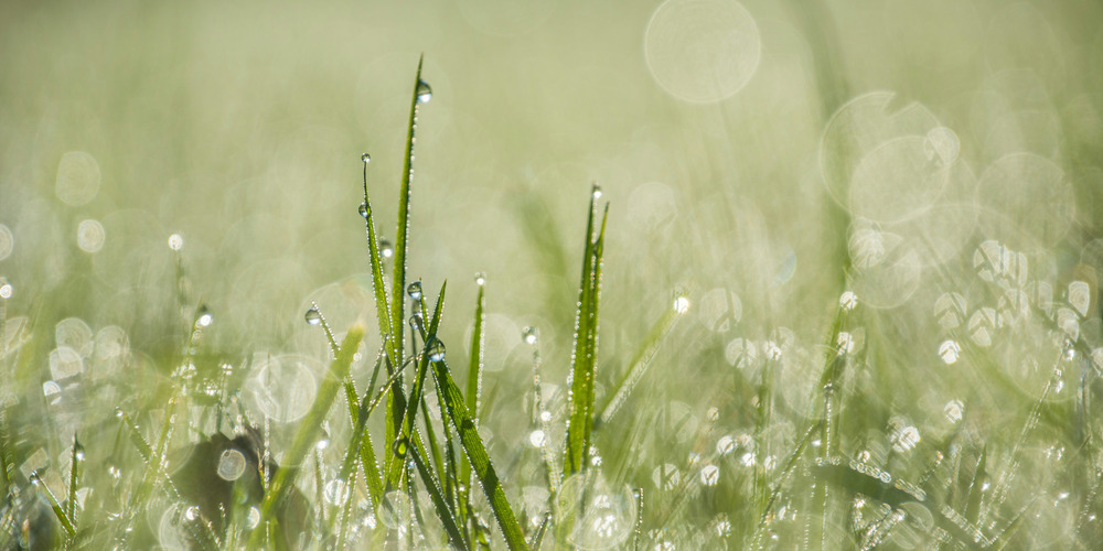 Wer eine Versickerungslösung einplant, sollte gleichzeitig einen Regenwassertank mitdenken – und so aus der Pflicht einen echten Vorteil machen. 