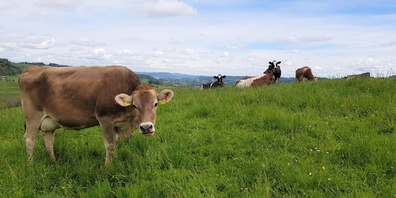 Kühe sind ideal für das Toggenburg. Weniger Tiere heisst weniger Toggenburger Fleisch und Milch – somit weniger Einkommen.