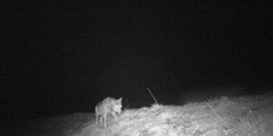 Mit einer Fotofalle ist auf der Kleinen Schwägalp AR ein Wolf ertappt worden.