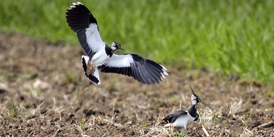 33 Kiebitz-Brutpaare wurden entdeckt.