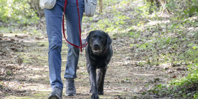 Vom 1. April bis 31. Juli gilt für Hunde im Wald und in Waldesnähe Leinenpflicht. 