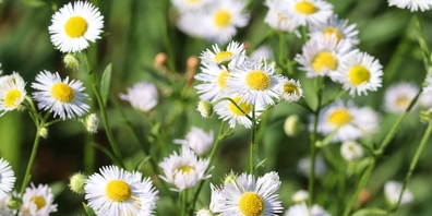 Eine der unerwünschten fremden Pflanzenarten ist das Einjährige Berufkraut, das sich massiv verbreitet. (Symbolbild)