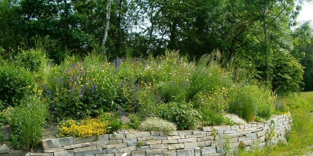 Das Einjährige Berufkraut breitet sich rasend schnell aus und verdrängt heimische Pflanzen