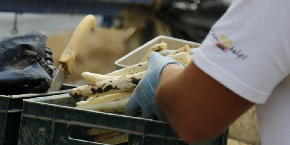 Die Spargelernte ist gestartet. 