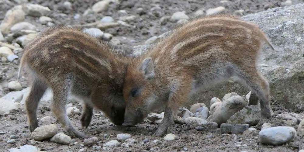 Zwei Wildschwein-Frischlinge im gestreiften Jugendkleid.