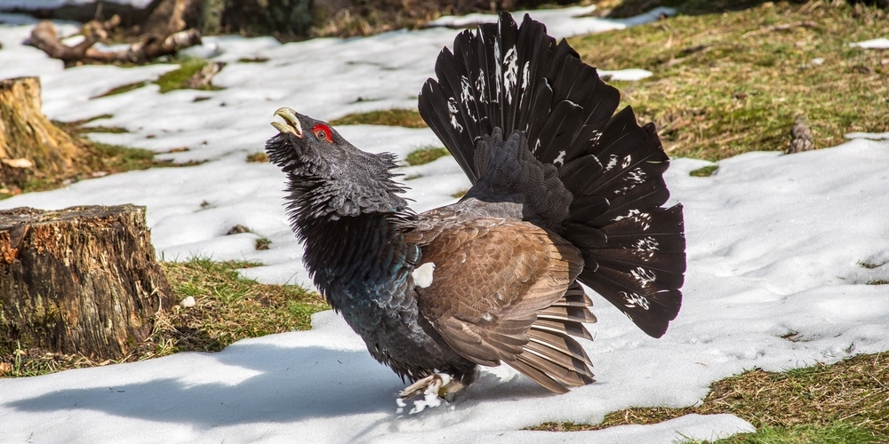 Zu den geschützten Raufusshühnern gehört das Auerhuhn. Das Bild zeigt einen männlichen Auerhahn während der Balzzeit. (Symbolbild)