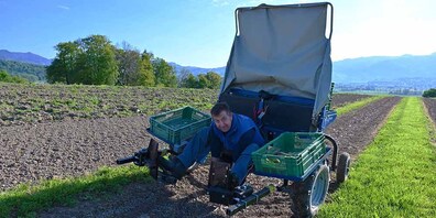 Reto Bamert verliest den Spargel auf der Erntemaschine.