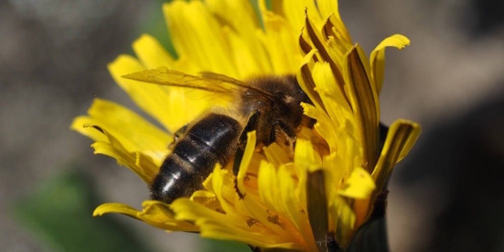 Die Bienenbelegstation in Rufi setzt sich für die dunkle, einheimische und vom Aussterben bedrohte Biene «Apis mellifera mellifera» ein.