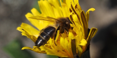 Die Bienenbelegstation in Rufi setzt sich für die dunkle, einheimische und vom Aussterben bedrohte Biene «Apis mellifera mellifera» ein.