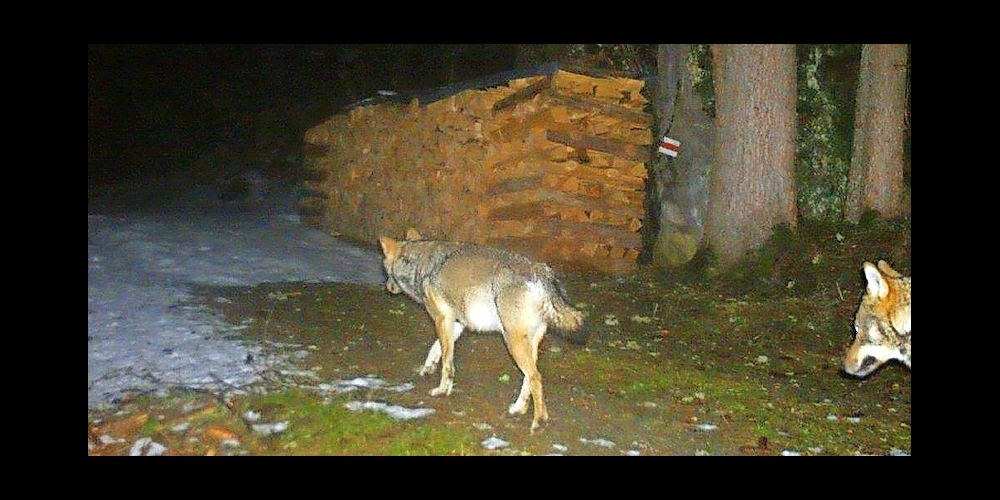 In die Fotofalle getappt: Im Glarnerland werden immer wieder Wölfe von festinstallierten Kameras fotografiert.