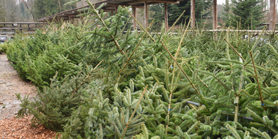 Was passiert mit deinem Tannenbaum?