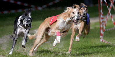 Hetz und Hatz hinter einem künstlichen Hasen, am Sonntag im Riet bei Balgach