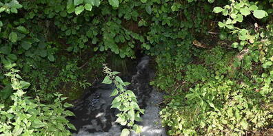 Die Schweinegülle verseuchte den Huberbach. Die Feuerwehr musste den Schaden aufwändig begrenzen.