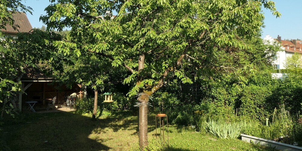 Jetzt ist die beste Zeit, einen Baum zu pflanzen