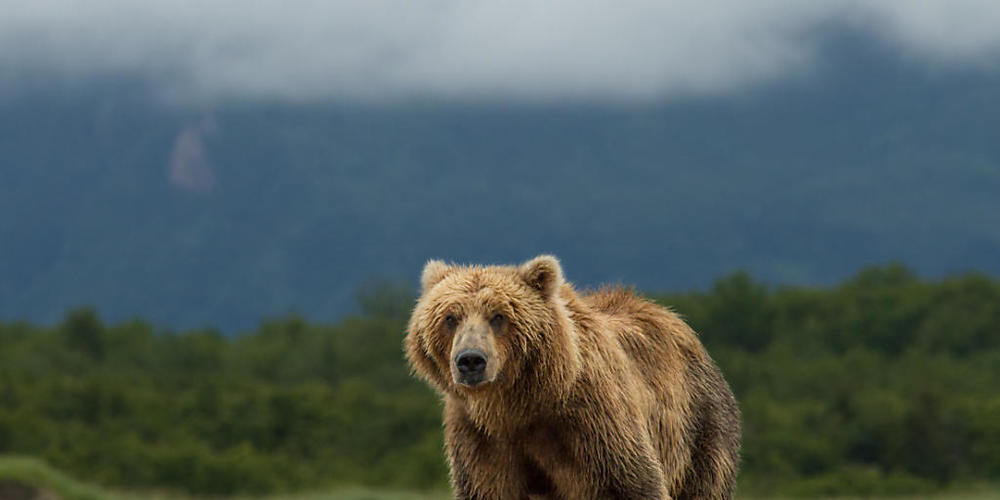 Ein Bär hat in der Wildnis von Alaska während einer Woche einen Mann verfolgt. Der Mann konnte schliesslich nach einer Suchaktion gerettet werden. (Symbolbild)