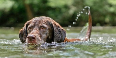 Für Hunde besteht in der Schmerkner Buch nach wie vor eine Lebensgefahr.