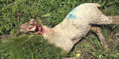In der P&H-Region sind in den letzten Wochen mindestens 31 Schafe oder Lämmer vom Wolf gerissen worden. Abschüsse sind in Prüfung. Der neuste Fall  im Schlappintal erfolgte in einer geschützten Herde. 