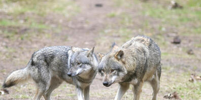 Der Kanton Graubünden will nach Möglichkeit mehrere Wölfe schiessen. Die Voraussetzungen dafür sollen bereits weitgehend erfüllt sein. (Symbolbild)
