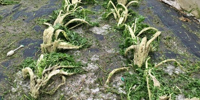 Starker Regen und Hagel im Juli in Ausserschwyz: Vielen Schwyzer Bauern vermieste das Wetter die Ernten. 