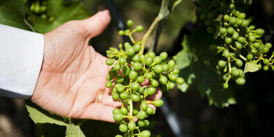 Johannes Rösti, Leiter der Neuenburger Weinbaustation in Auvernier, kontrolliert die Qualität der Trauben. (Archivbild)