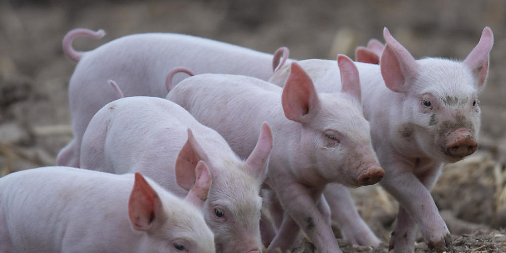 Nutztiere erhalten immer weniger Antibiotika: Ferkel im Freien. (Archivbild)