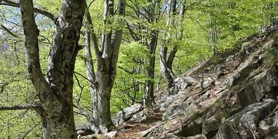 Der Buchenwald der Valli di Lodano, Busai und Soladino gehört neu zum Unesco-Weltnaturerbe. (Archivbild)