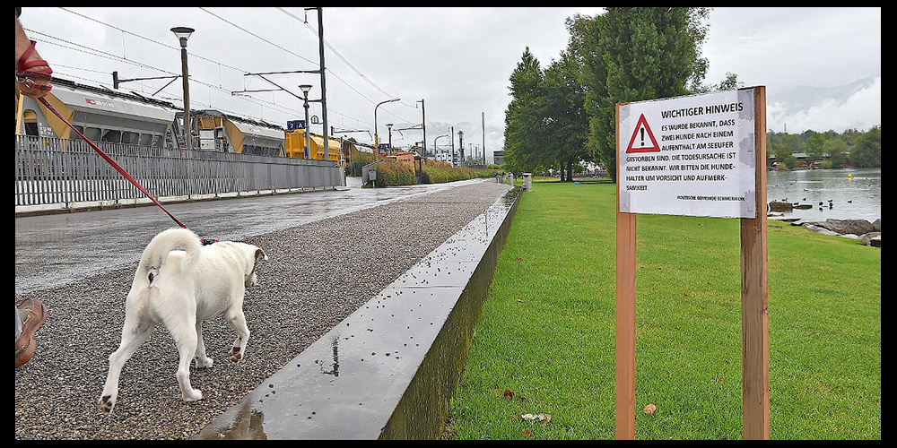 Gut aufpassen: Hundehalter und Vierbeiner sollten Obersee und Aabach in Schmerikon in diesen Tagen meiden. 