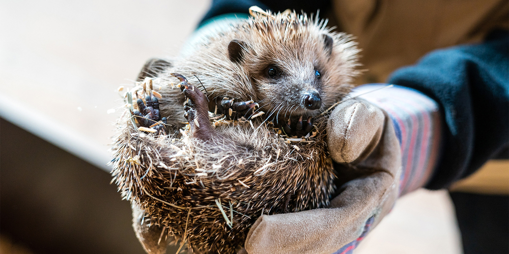Zwischen den Schliessungen waren die Besucherzahlen äusserst erfreulich.