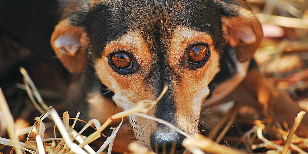 Bei lauter Knallerei leiden viele Haustiere unter schrecklicher Angst. 