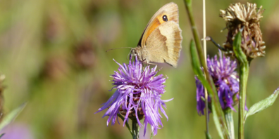 Das grosse Ochsenauge gehört mit 40-48 mm Flügelspannweite zu den grösseren Schmetterlingen