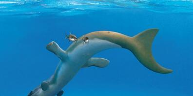 Urzeit-Krokodile, die nur im Wasser lebten, hatten eine viel geschmeidigere Haut als ihre Verwandten vom Land (Pressebild).