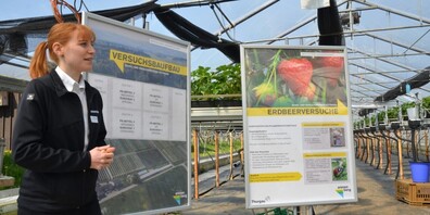 Carole Werdenberg, Beraterin Beerenbau im BBZ Arenenberg, erklärt einen der vielen Versuche im Rahmen von AquaSan: die Herausforderungen und Unsicherheiten beim Einsatz von Nützlingen zur Reduktion von Pflanzenschutzmitteln im Erdbeeranbau.