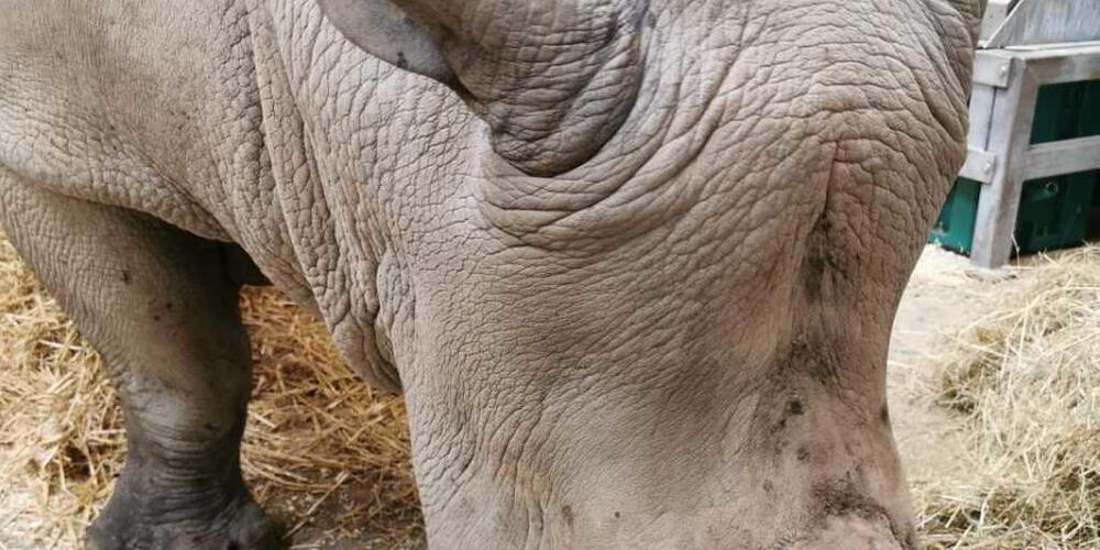 Reisen macht hungrig: Kimba beim Fressen in seiner Quarantänebox. Hier muss er zehn Tage lang bleiben.