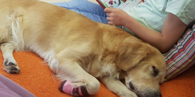Lesehunde haben eine beruhigende Wirkung auf das vorlesende Kind. 